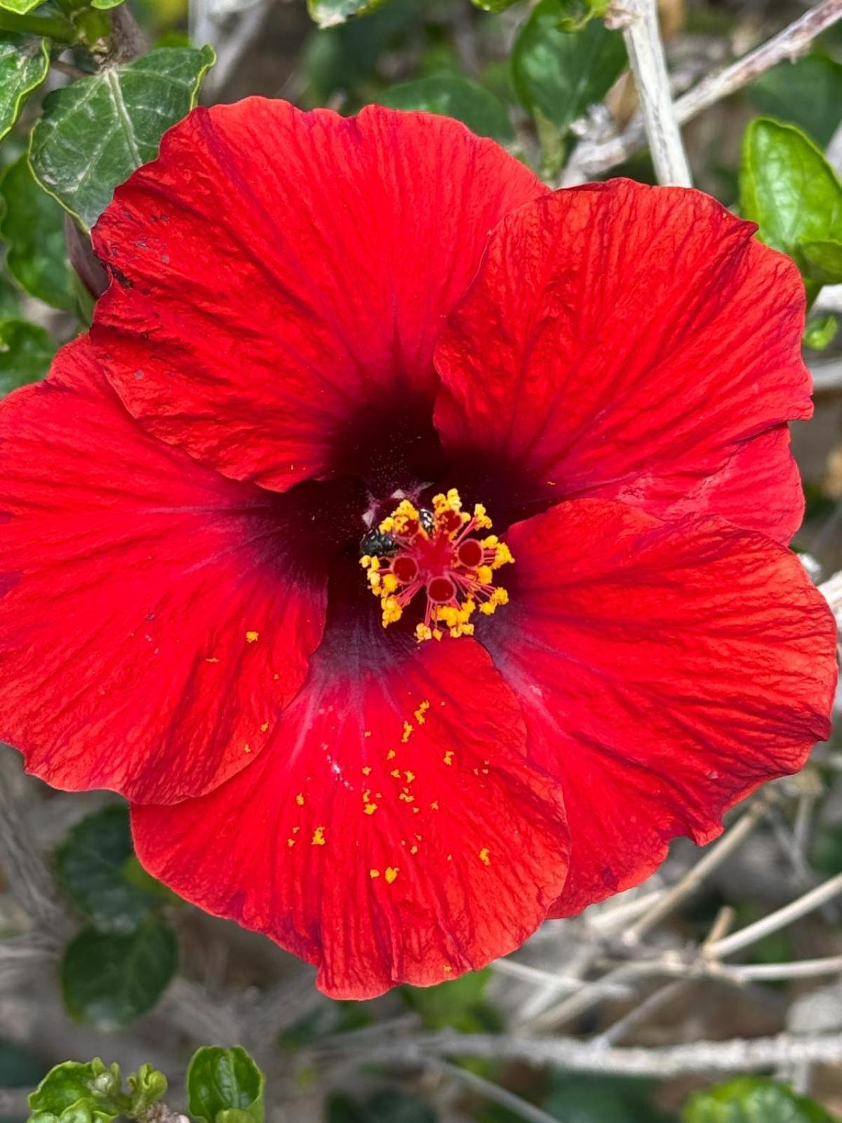 Piso Paraiso Vicino Al Mare Maspalomas  Buitenkant foto